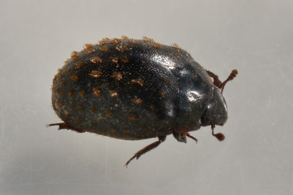 Nosodendron fasciculare , Nosodendridae